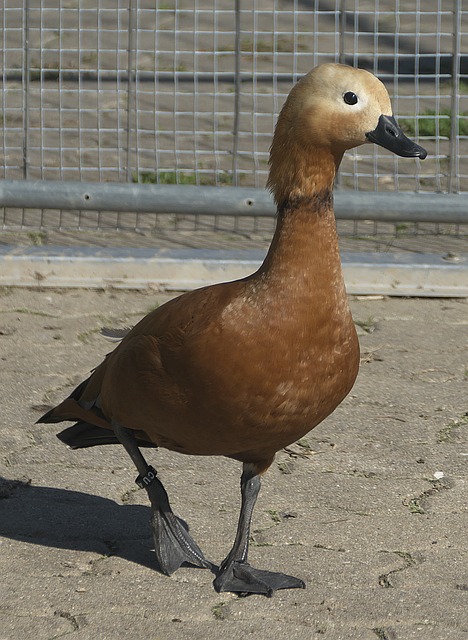 伤病问题